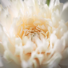 Load image into Gallery viewer, Soft Cream Dahlia Spray