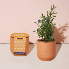 Load image into Gallery viewer, Tiny Terracotta Grow Kits: Thank You Daisy