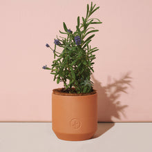 Load image into Gallery viewer, Tiny Terracotta Grow Kits: Thank You Daisy
