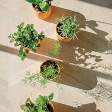 Load image into Gallery viewer, Tiny Terracotta Grow Kits: Thank You Daisy
