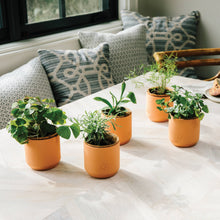 Load image into Gallery viewer, Tiny Terracotta Grow Kits: Thank You Daisy
