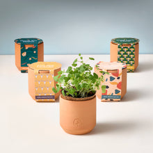 Load image into Gallery viewer, Tiny Terracotta Grow Kits: Thank You Daisy
