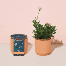 Load image into Gallery viewer, Tiny Terracotta Grow Kits: Thank You Daisy
