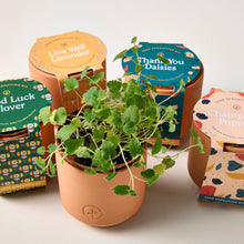 Load image into Gallery viewer, Tiny Terracotta Grow Kits: Thank You Daisy

